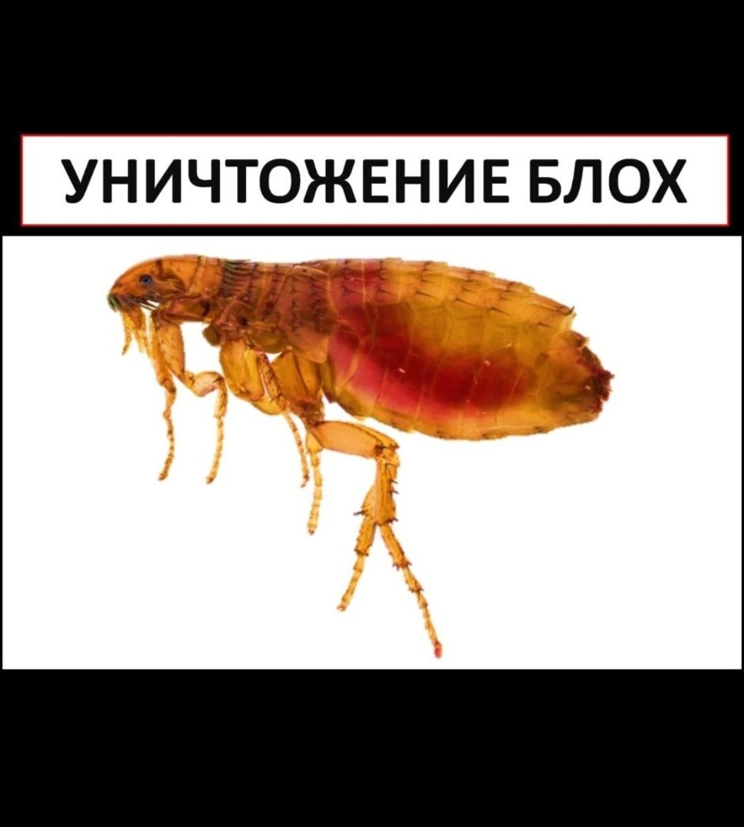 Дезенфекция клопы тараканы