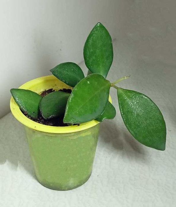 Продам. Редкий , коллекционный сорт - Hoya Tsangii. Красивоцветущий.