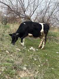 Корова доенная будет телица скоро