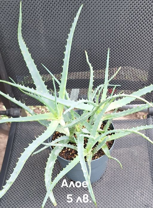 Предлагам стайни растения