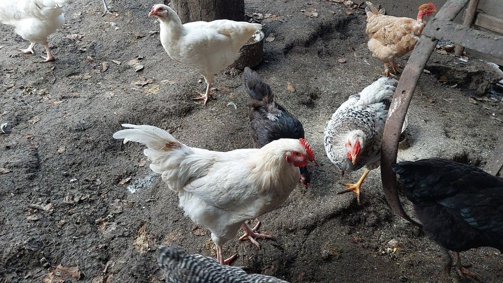 Vand ,gaini,puicute și cocosi tineri