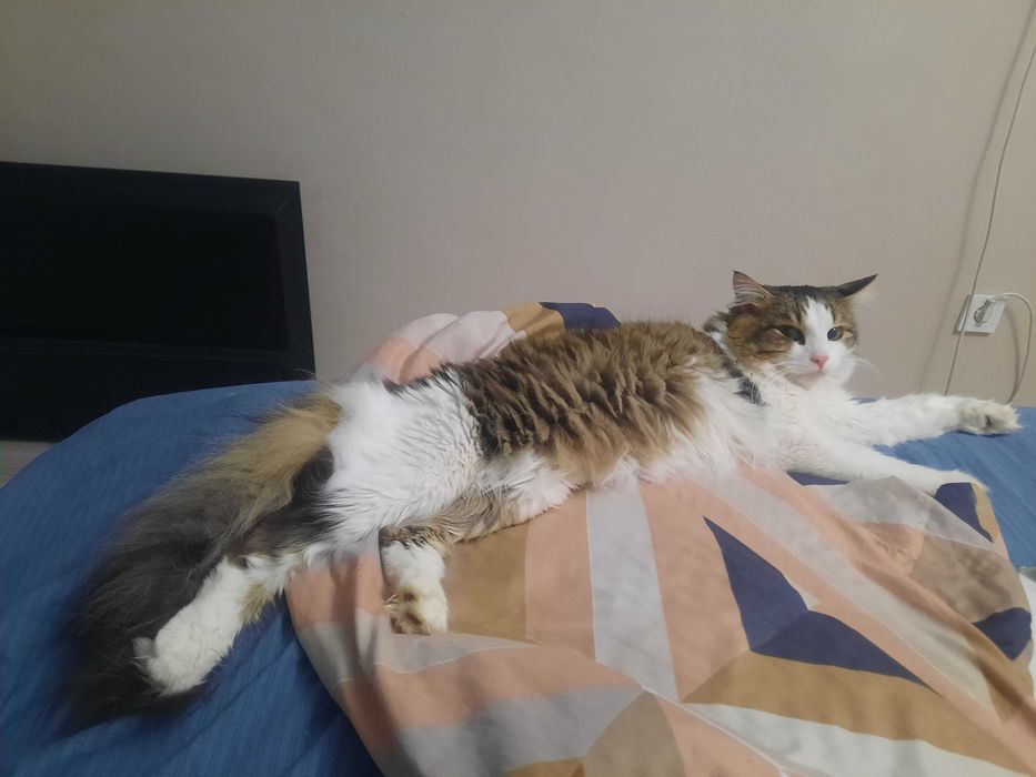 Отдам кота пушистым хвостом  в добрые руки. у кого дом на земле