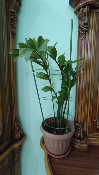 Комнатные цветы Аллое, калахое, сигнониум, кактус, фикус и др.
