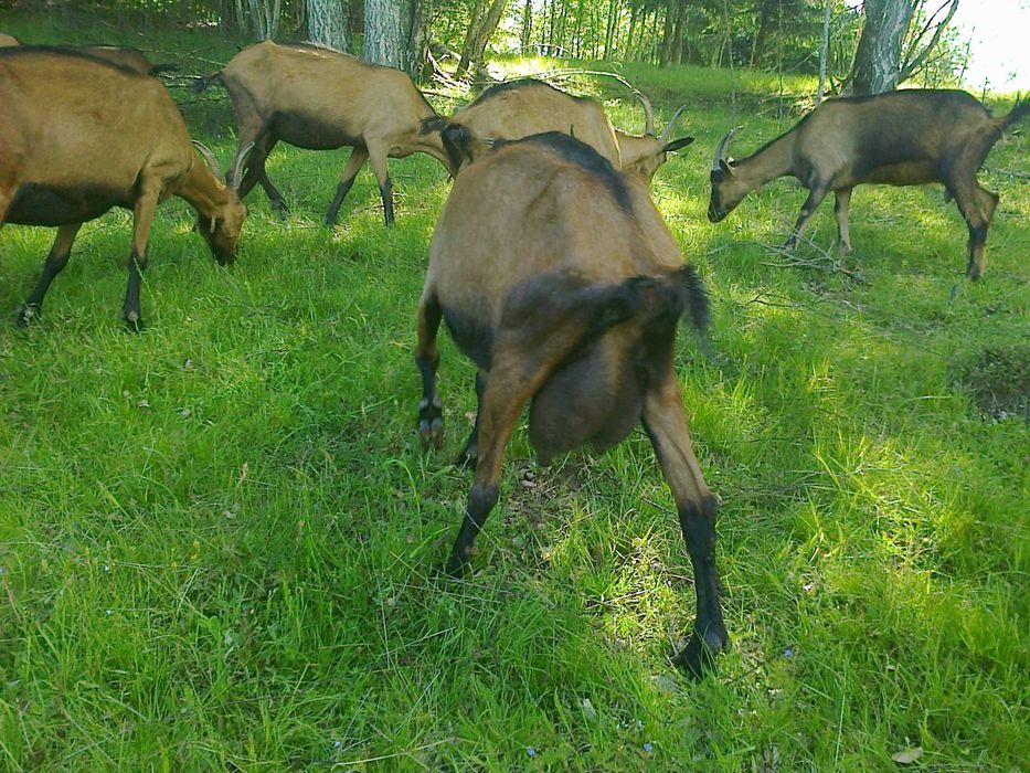 Capre alpina franceza
