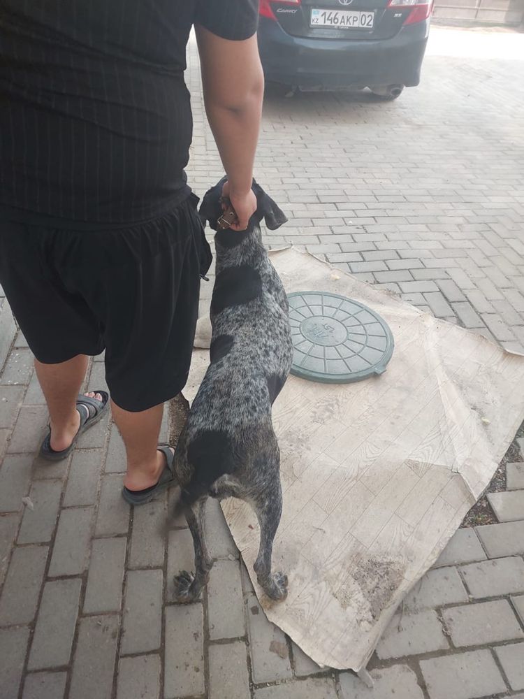 Продается собака