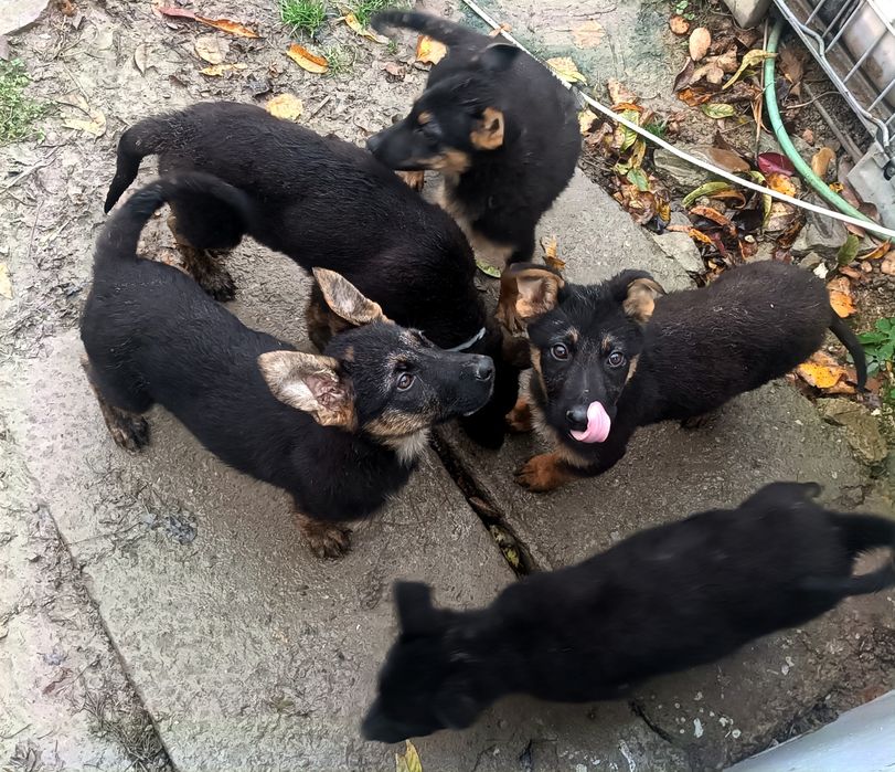 Catei Ciobanesc german