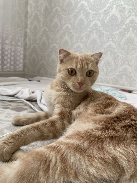 Шотландская вислоухи