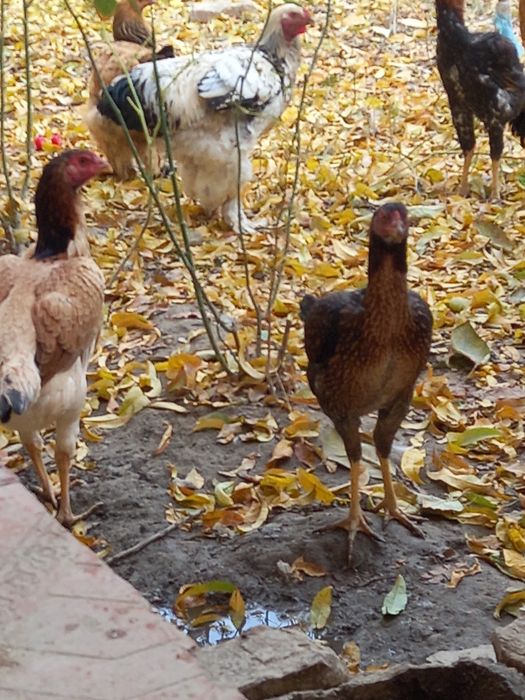 Брама ва куланги товуклар