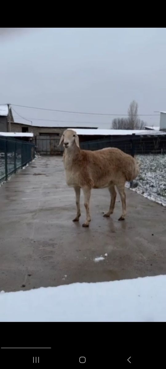 Arashan argon qoyla bor sifatli soglom Kota qoyla bolali bogozlariyam