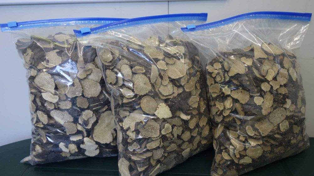 Лиофилизиран летен черен трюфел