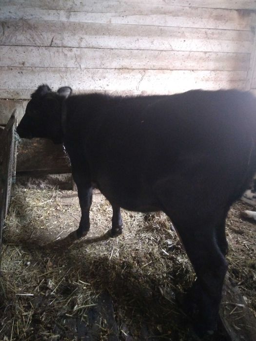 Vând vițică angus!