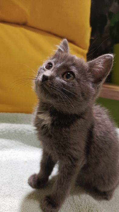 Отдам котенка (Серый котенок)