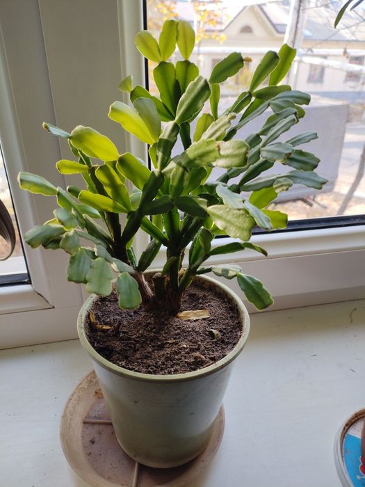 Пролам комнатное растение