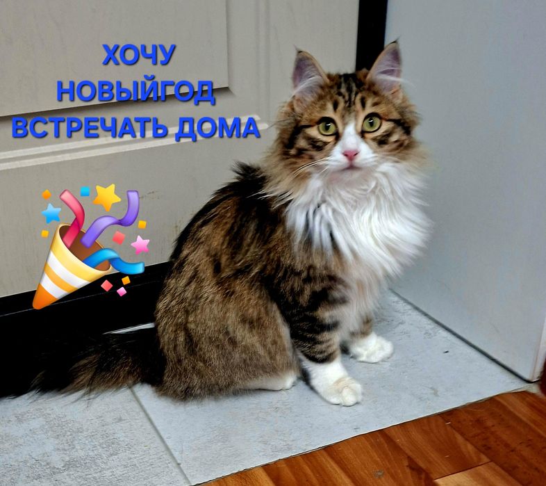 Ласковый котик Лева .Каастрирован