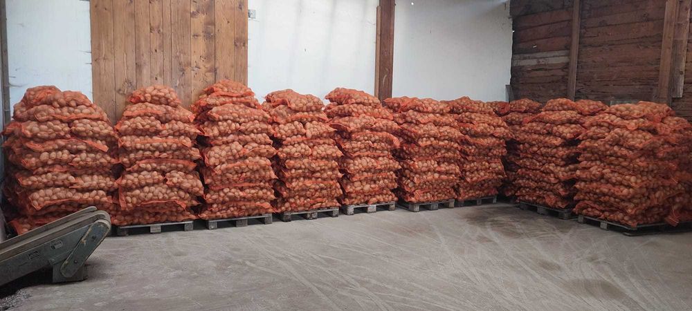 Cartofi de consum alb  Captiva, si rosu sunred egalizat