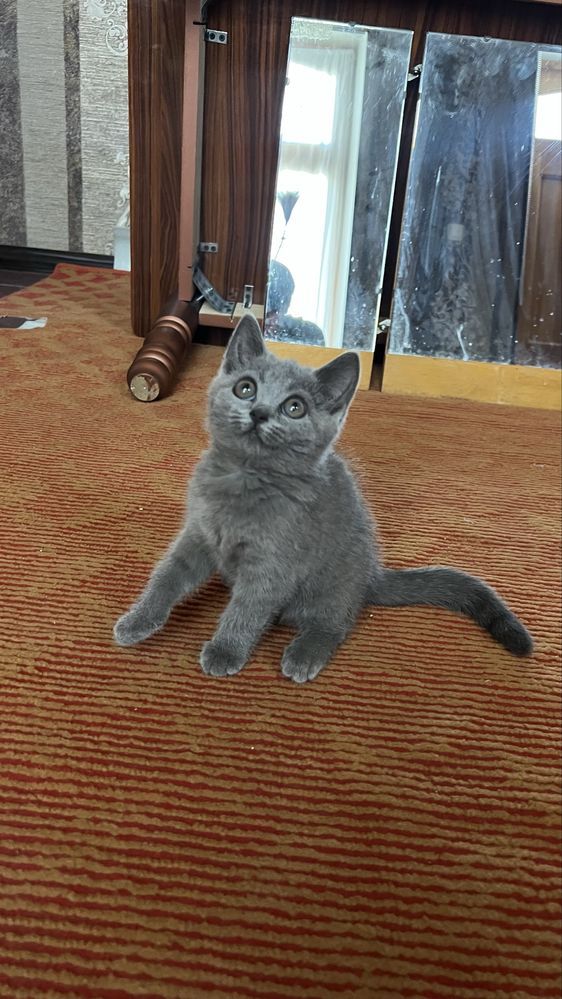Oynoqi mehribon toza qonli