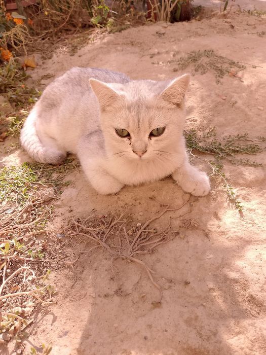 british shorthair/britancha shinshilla