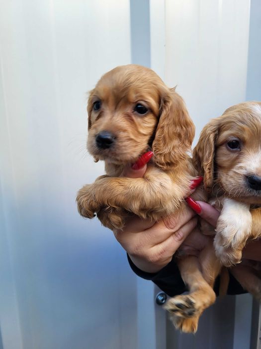 Продавам кокер шпаньол