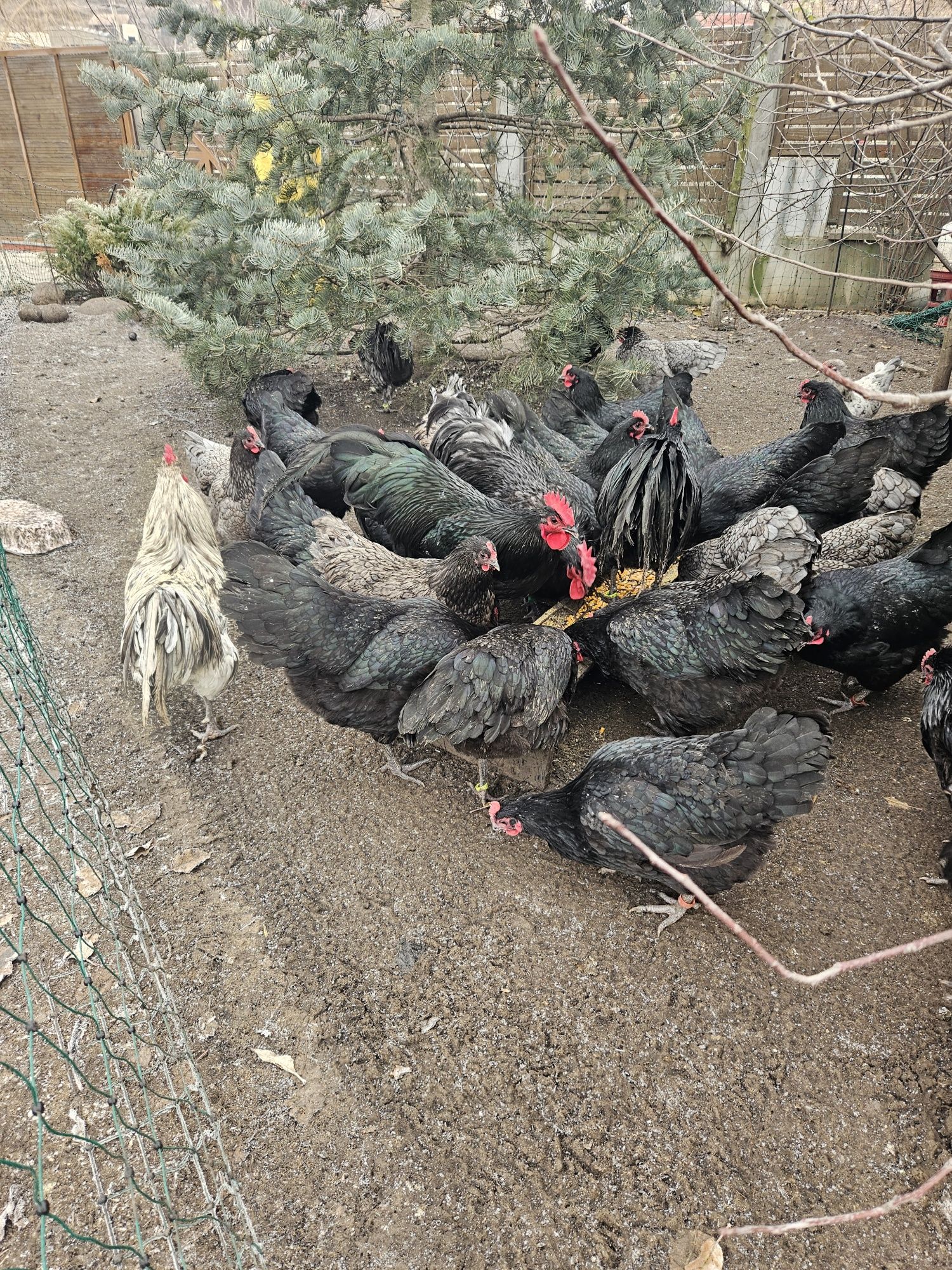 Cocosi Australorp Cluj Apahida