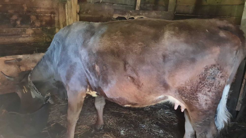 de vanzare vaca gestanta cu al treilea vitel luna asta trebuie sa fete