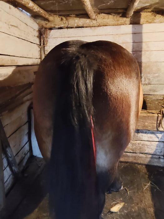 Vând sau schimb o mânza de 3 ani