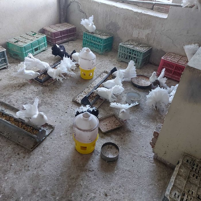 Продавам гълъби финерлии