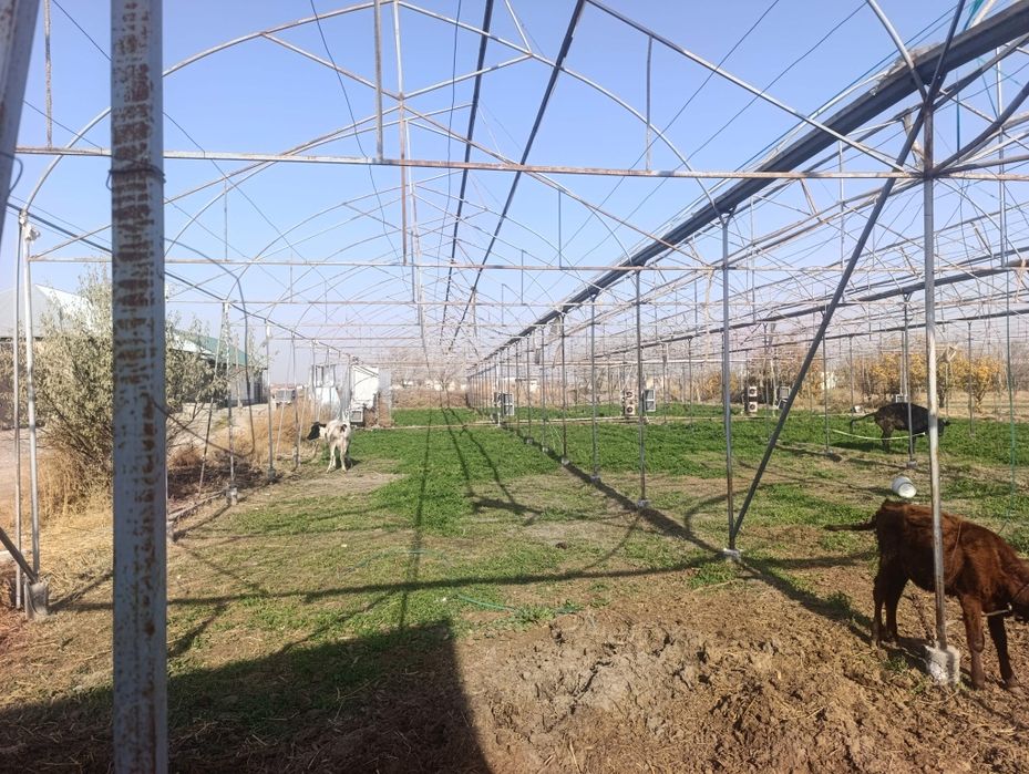 Келишилган холда