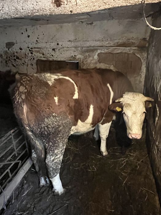 Junincă in varsta de 1 an si 6 luni, rasa Baltata Romaneasca