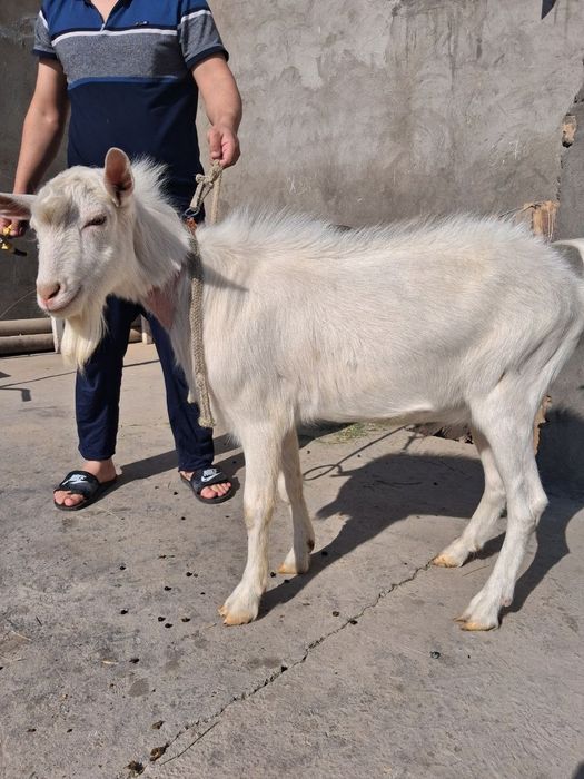 Zanan zotli taka echki