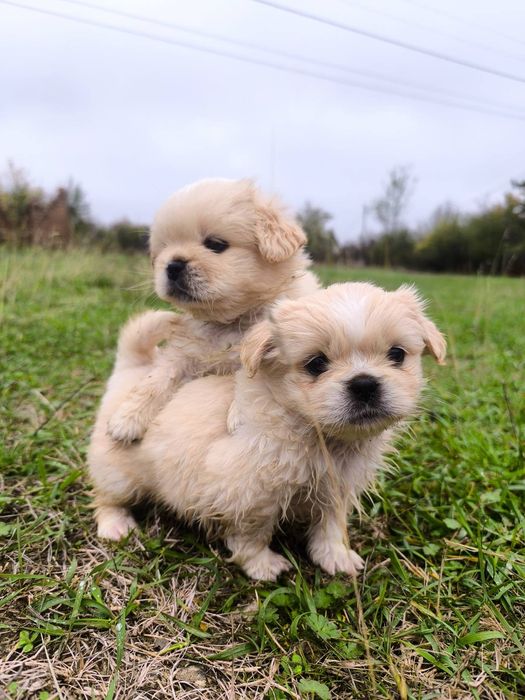 Пухкави ангелчета