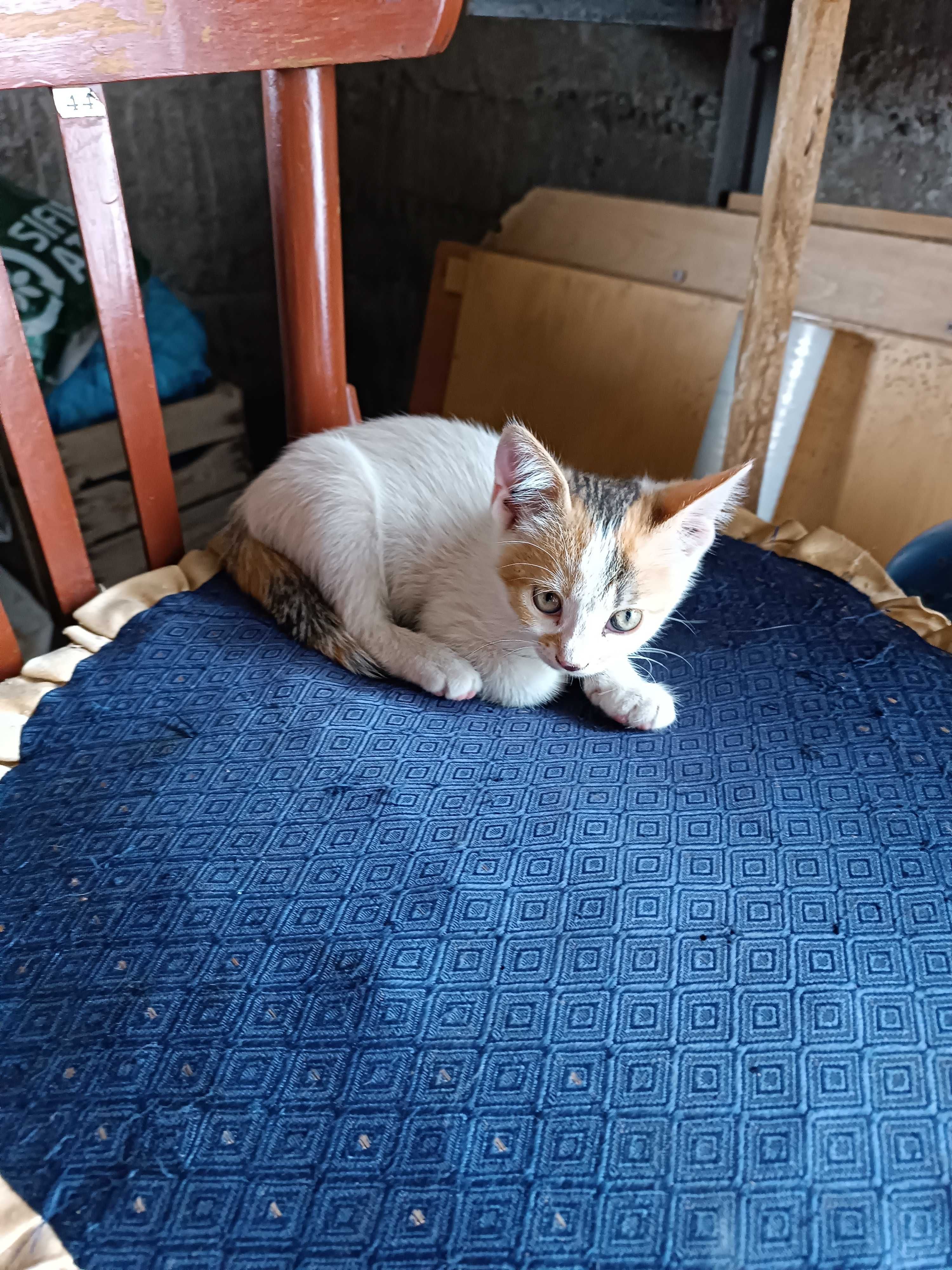 Котенцета вече са на два месеца