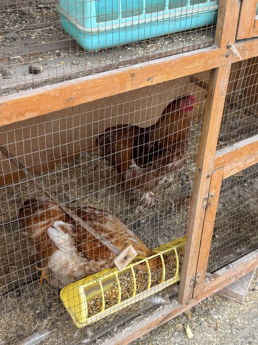 Фаргонада жужа хурозлар, кохинхин карлик