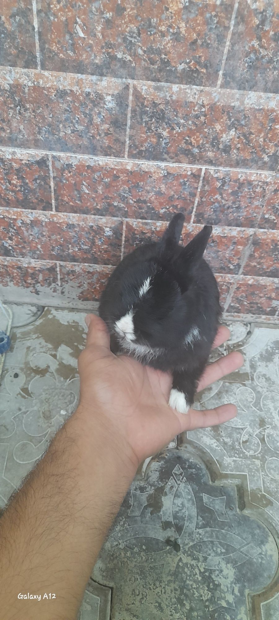Quyon karlik panda va boshqa zotlari bor