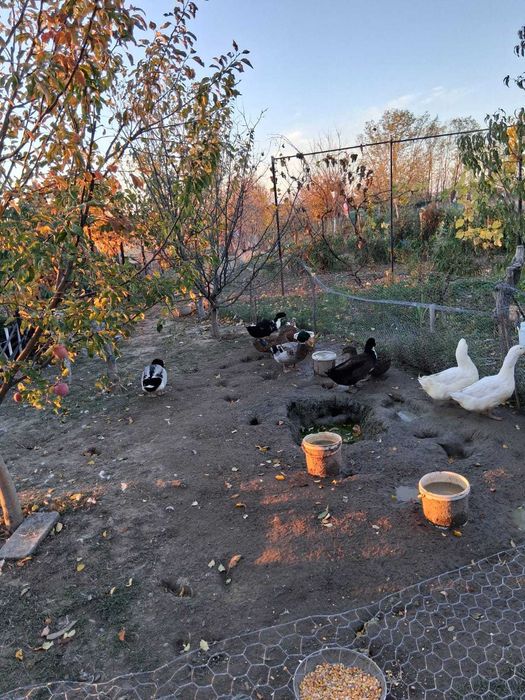 Rate de toate tipurile Oradea