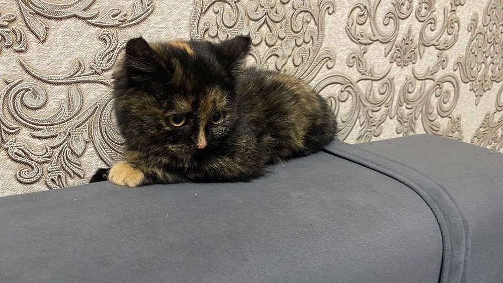 Отдам в добрые руки