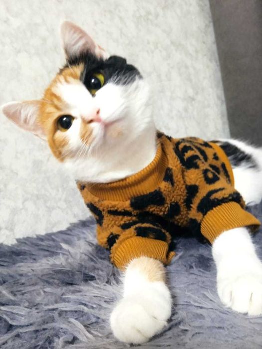 Отдам кошку в добрые руки