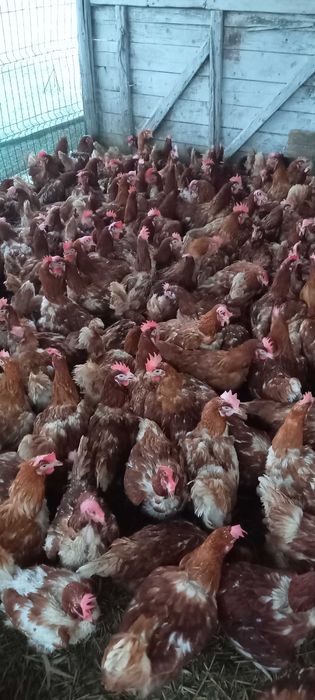 Vând găini roși de ouă