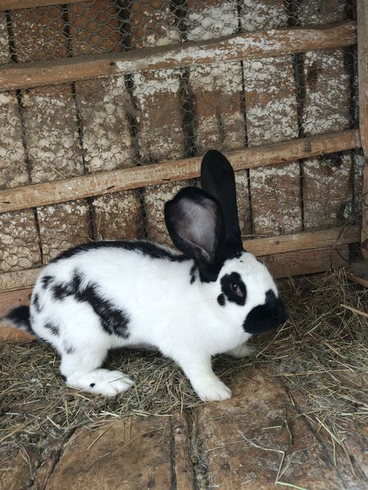 Fluture pestriț german.