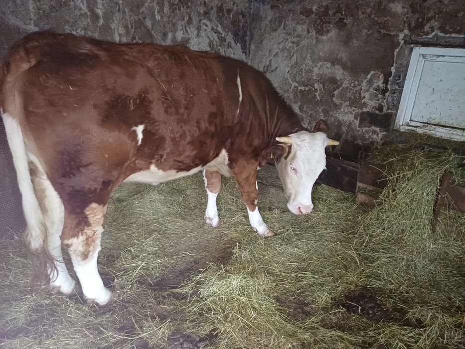 Vînd junincă la prima fătare  ,detalii  în privat .