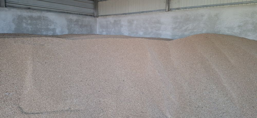 Grîu ,Orzoaica de primavara