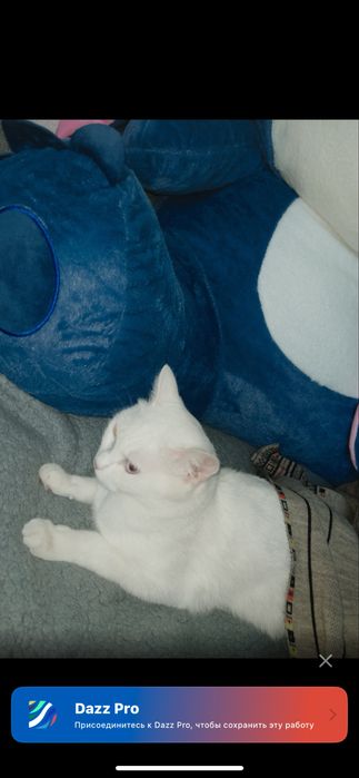Түрік ангорсы(Turkish angora)