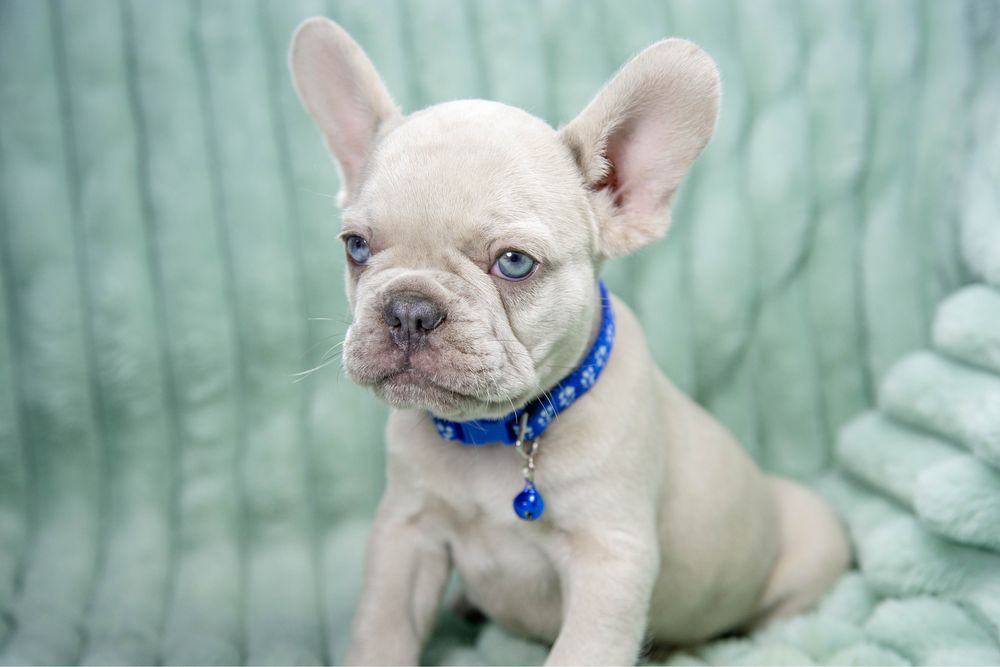 Bulldog francez lilac merle