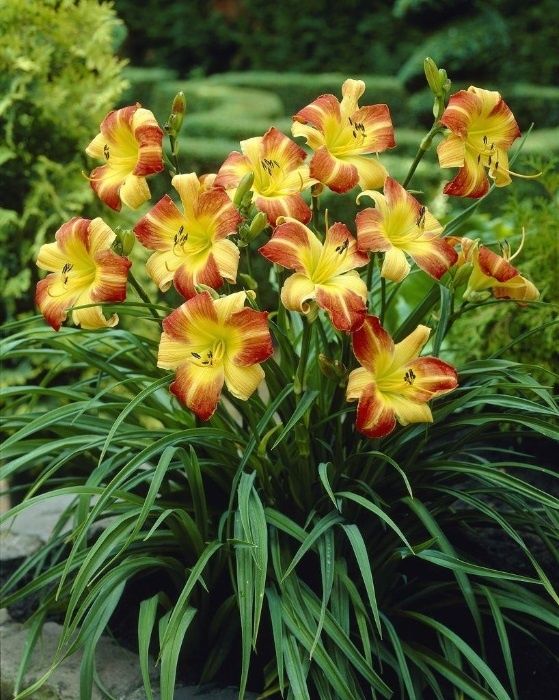 Crini de o zi Hemerocallis Perovskia Potentilla hypericum Bujori