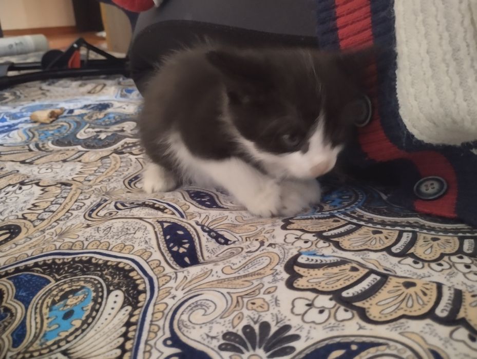 Продаю котят. Послушные.
