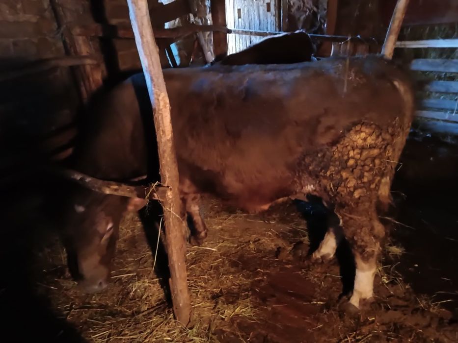 Продам быков не кострированые