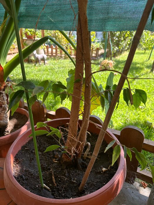 Бенджамини - 2 броя