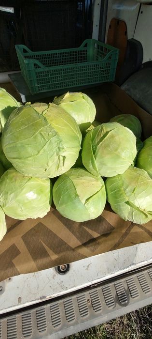 Продавам зеле Кьосе и Ергенско