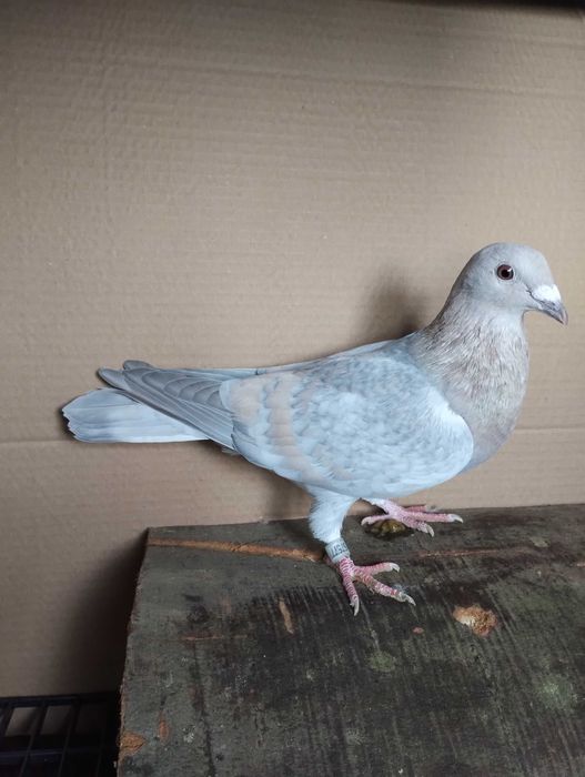 Porumbei reduced și Dominant Opal  de vânzare