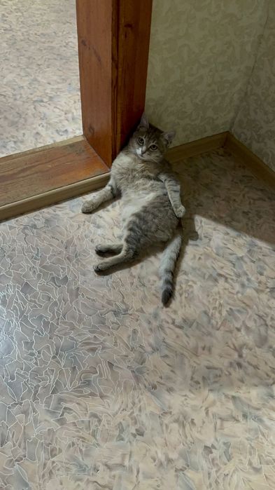 Пропал кот Юго-Запад 1, Актобе