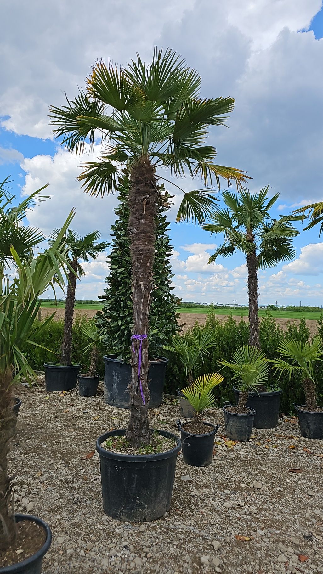 Palmieri trachycarpus fortunei- Cycas